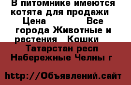 В питомнике имеются котята для продажи › Цена ­ 30 000 - Все города Животные и растения » Кошки   . Татарстан респ.,Набережные Челны г.